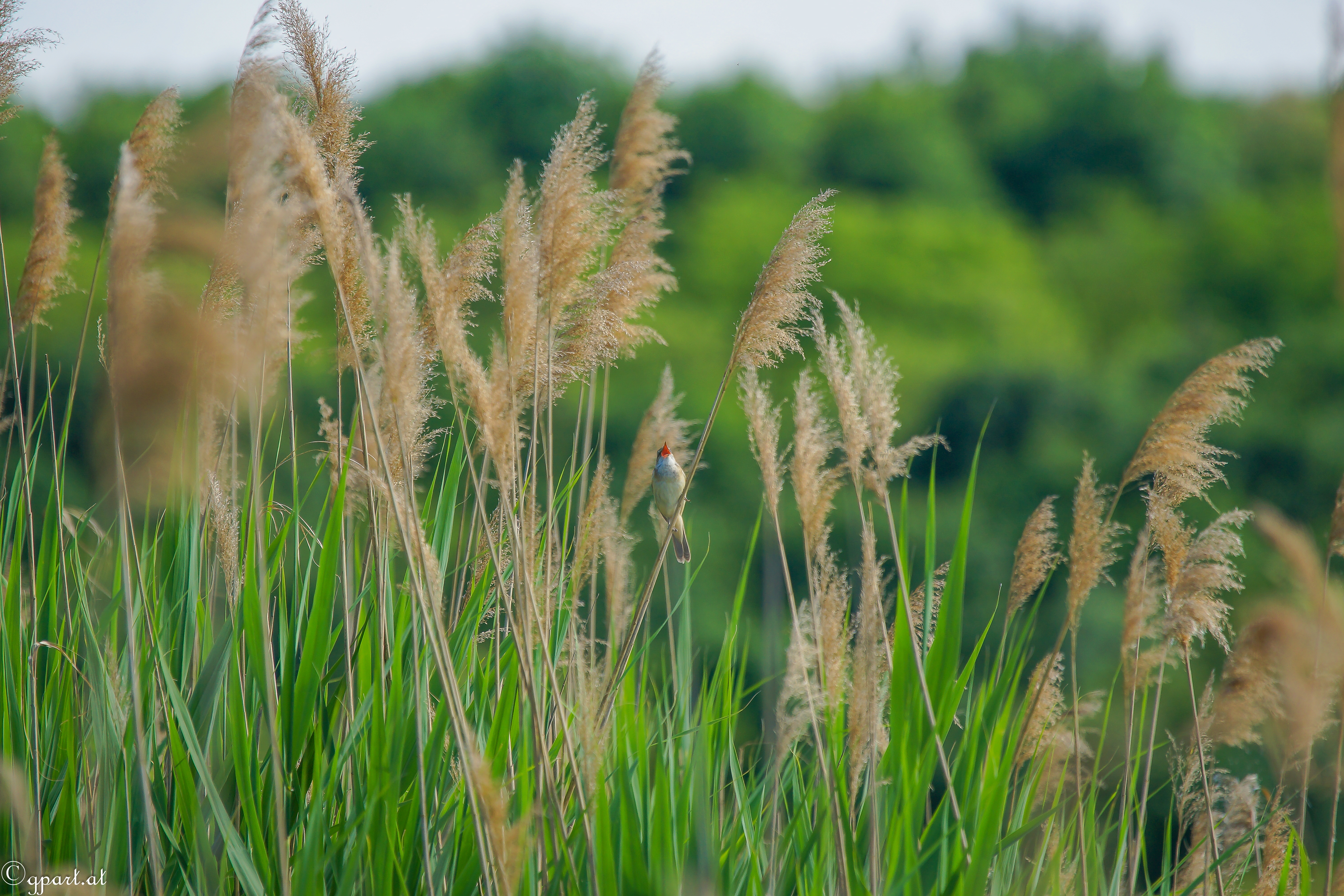 common reed 2.jpg